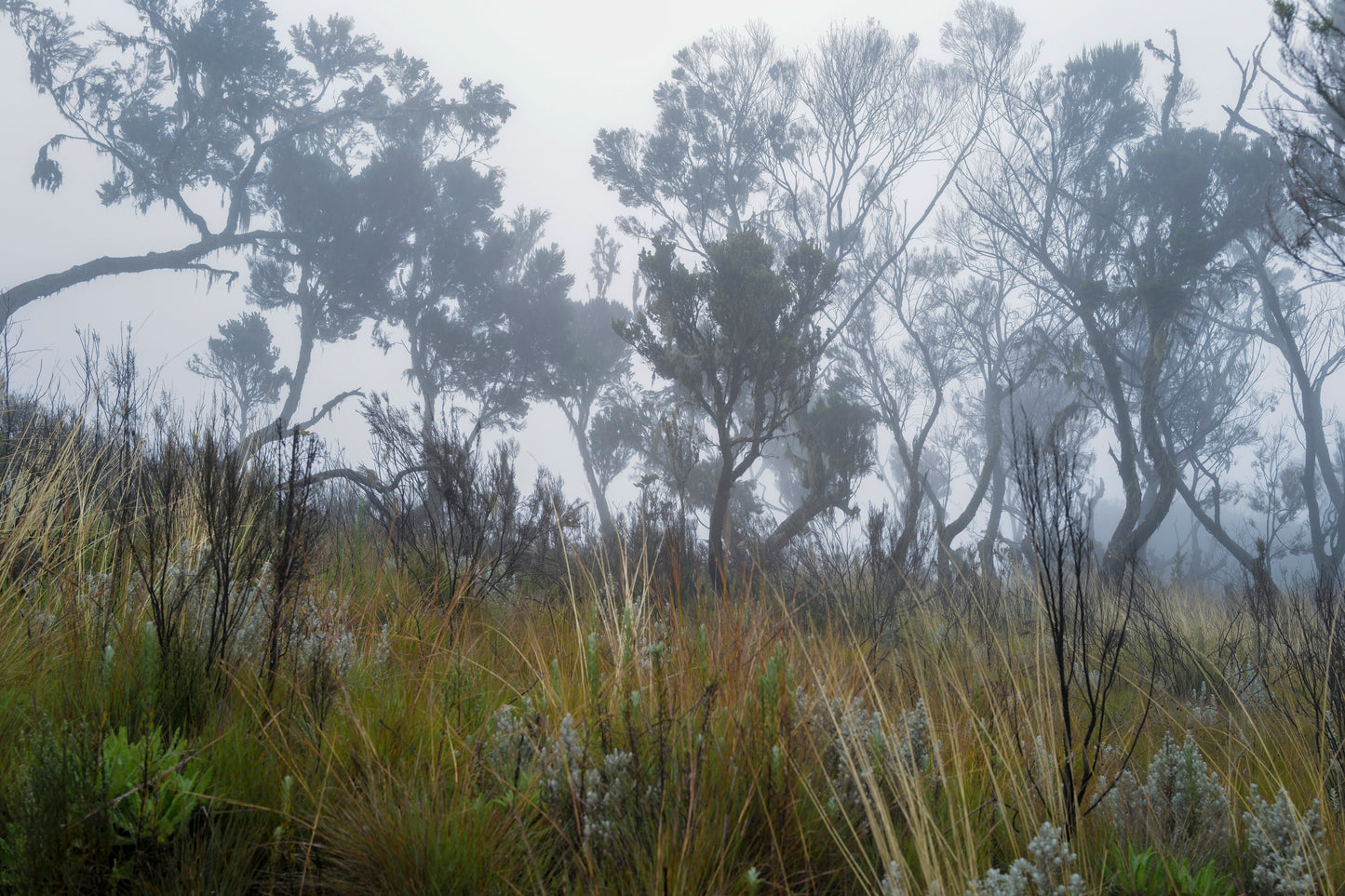 Omar Al Gurg Everyman's Mountain: Moorland – 003, 2021